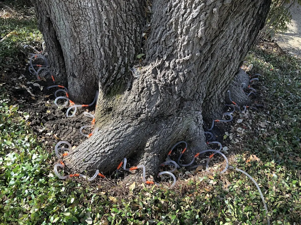 Detailed Tree Cabling and Bracing job site in Lynnville