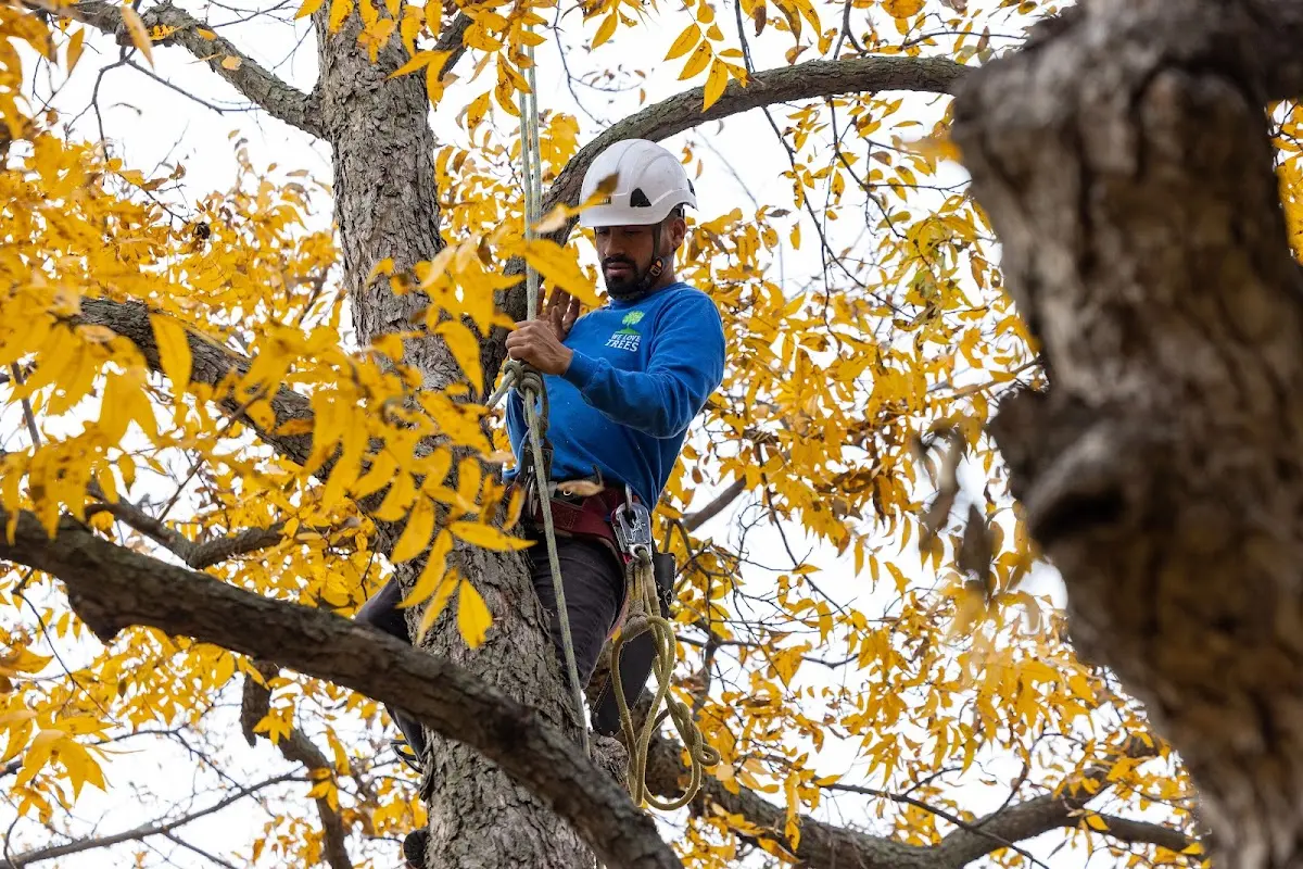 Skilled Tree Planting crew working in Lynnville