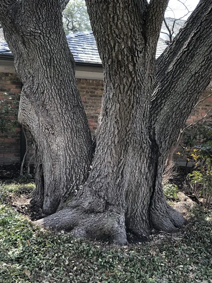 Mature heritage tree close to a Lynnville property cared for by certified arborists
